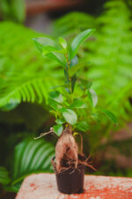 Zdjęcie rosliny doniczkowej Ficus microcarpa Ginseng, ujęcie 3