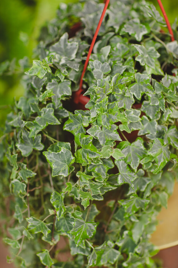 Zdjęcie rosliny doniczkowej Hedera Helix (Bluszcz) mint, ujęcie 2