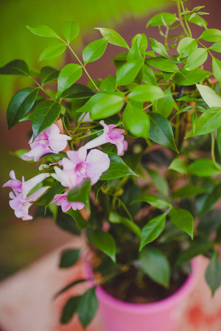 Zdjęcie rosliny doniczkowej Pandorea jasminoides, ujęcie 2