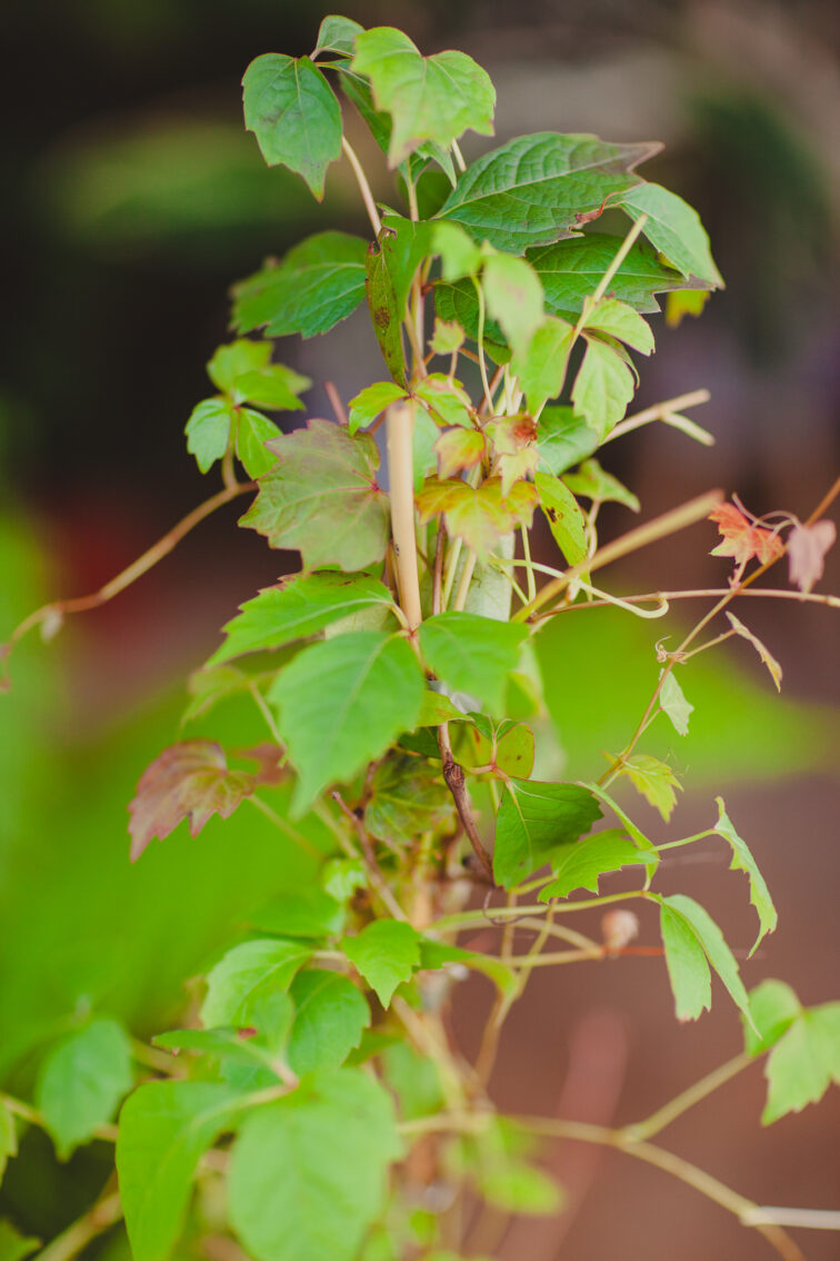 Zdjęcie rosliny doniczkowej Parthenocissus tricuspidata veitchii, ujęcie 2