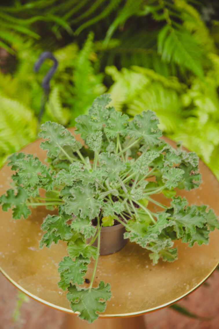 Zdjęcie rosliny doniczkowej Pelargonium graveolens, ujęcie 1