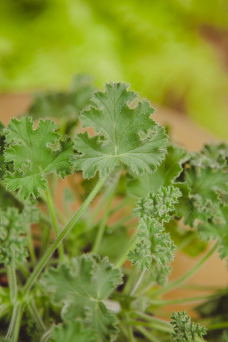 Zdjęcie rosliny doniczkowej Pelargonium graveolens, ujęcie 2