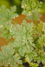 Zdjęcie rosliny doniczkowej Pelargonium graveolens mint, ujęcie 2