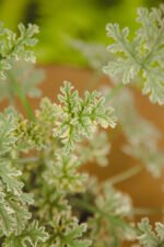 Zdjęcie rosliny doniczkowej Pelargonium graveolens mint, ujęcie 3