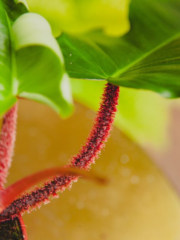Zdjęcie rosliny doniczkowej Philodendron Squamiferum, ujęcie 1