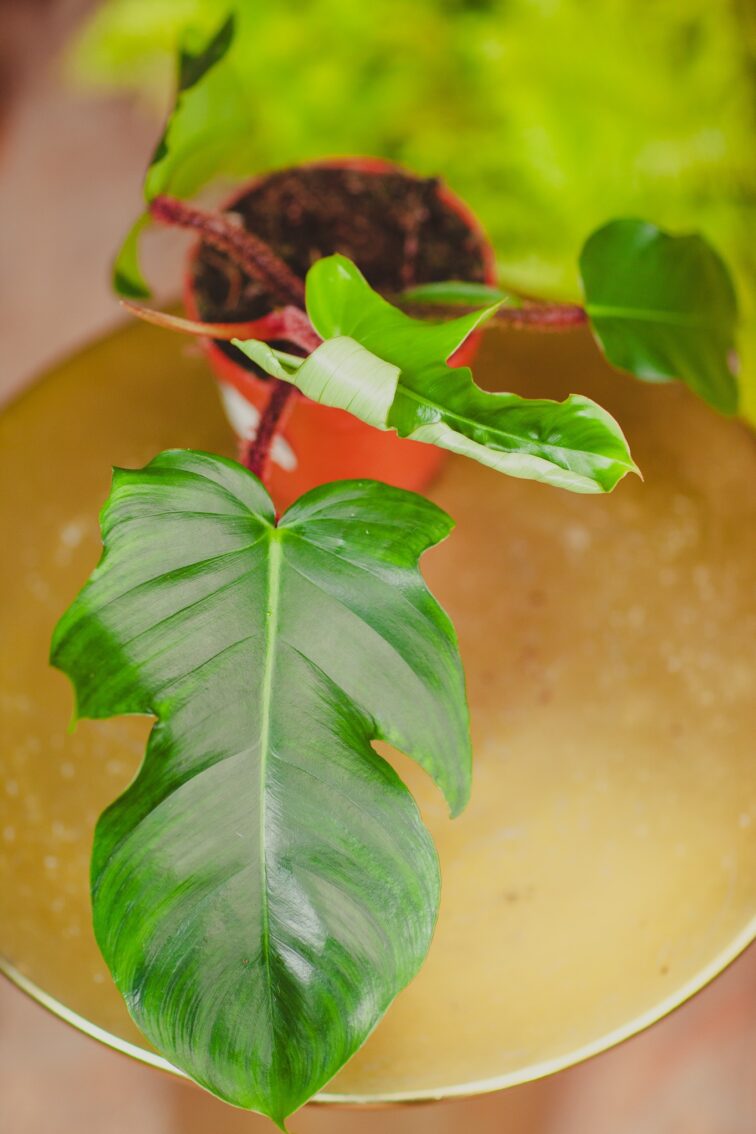 Zdjęcie rosliny doniczkowej Philodendron Squamiferum, ujęcie 3