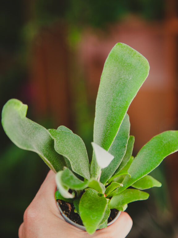 Zdjęcie rosliny doniczkowej Platycerium bifurcatum (Łosie rogi), ujęcie 1