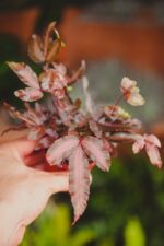 Zdjęcie rosliny doniczkowej Pteris cretica albolineata "Make Up" (Orliczka kreteńska), ujęcie 1