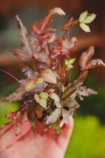 Zdjęcie rosliny doniczkowej Pteris cretica albolineata "Make Up" (Orliczka kreteńska), ujęcie 3