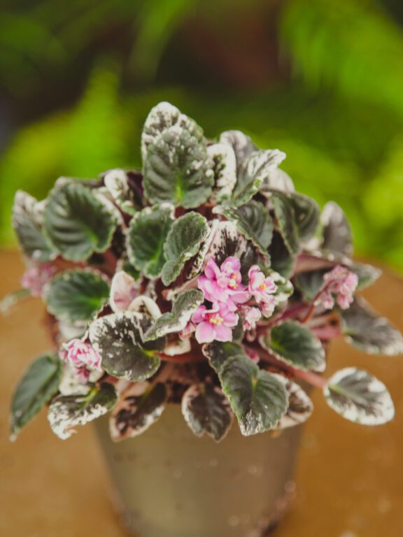 Zdjęcie rosliny doniczkowej Saintpaulia Joy's pink halo ( variegated), ujęcie 1