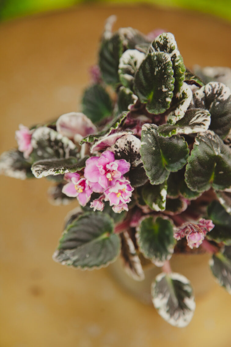 Zdjęcie rosliny doniczkowej Saintpaulia Joy's pink halo ( variegated), ujęcie 2