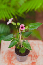 Zdjęcie rosliny doniczkowej Thunbergia alata Pink, ujęcie 1