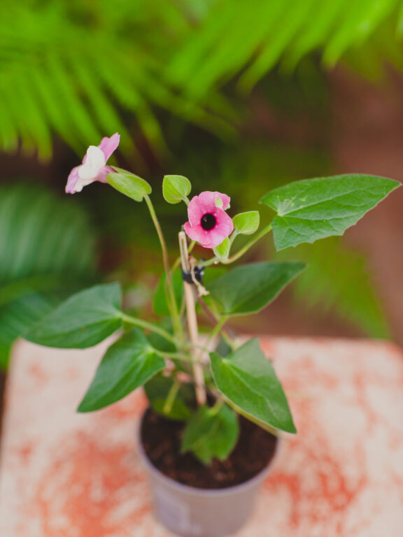 Zdjęcie rosliny doniczkowej Thunbergia alata Pink, ujęcie 1