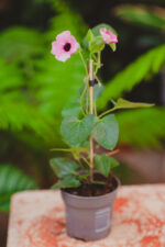 Zdjęcie rosliny doniczkowej Thunbergia alata Pink, ujęcie 2