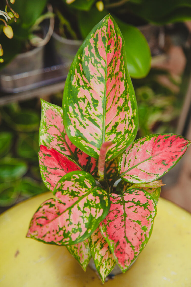 Zdjęcie rosliny doniczkowej Aglaonema Hawkeye, ujęcie 1