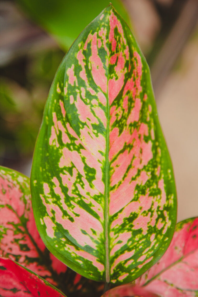 Zdjęcie rosliny doniczkowej Aglaonema Hawkeye, ujęcie 2