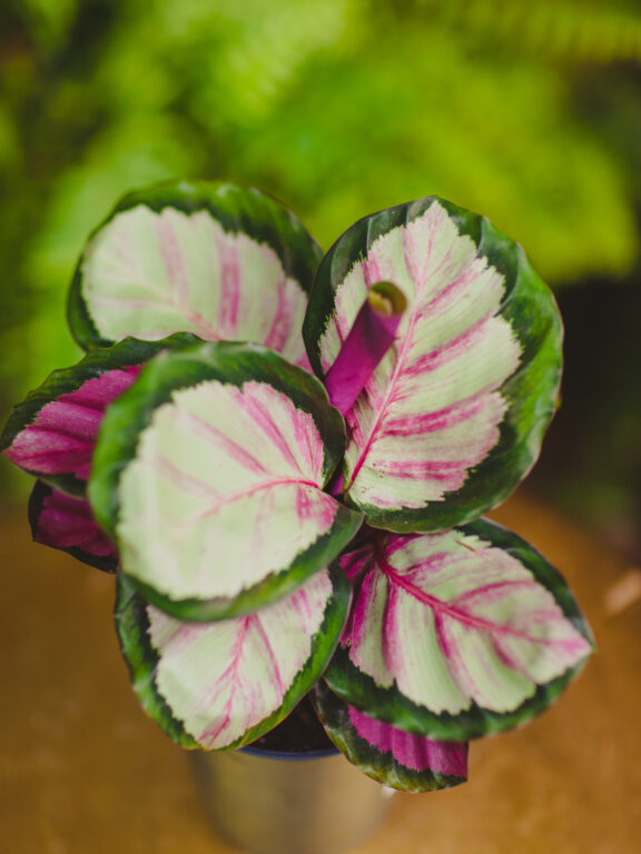 Zdjęcie rosliny doniczkowej Calathea roseopicta Silvia (Kalatea), ujęcie 1