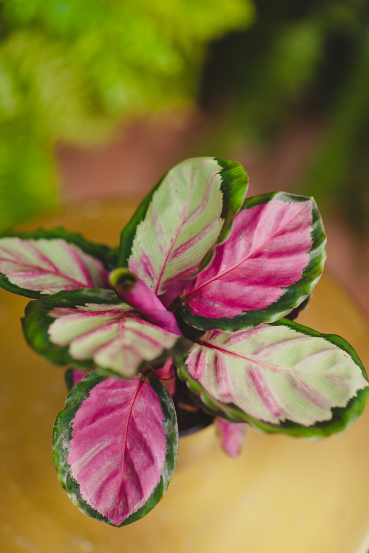 Zdjęcie rosliny doniczkowej Calathea roseopicta Silvia (Kalatea), ujęcie 2