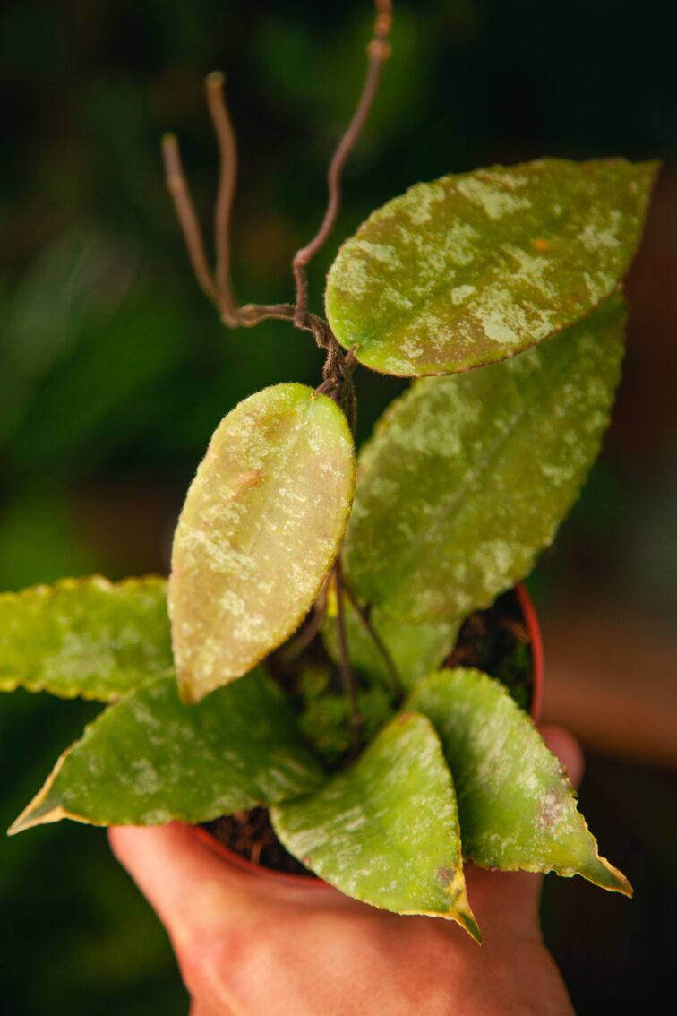 Zdjęcie rosliny doniczkowej Hoya caudata, ujęcie 1