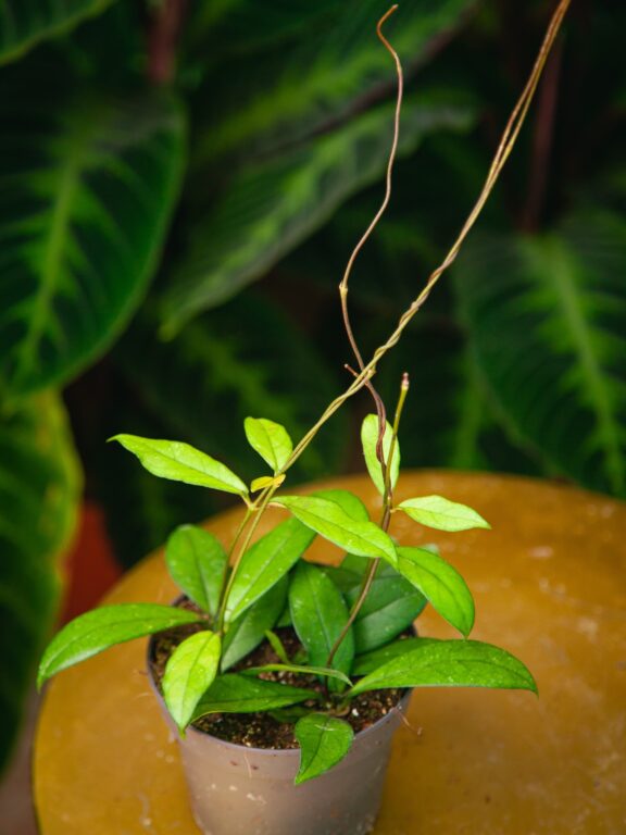 Zdjęcie rosliny doniczkowej Hoya 'Crassipetiolata', ujęcie 1