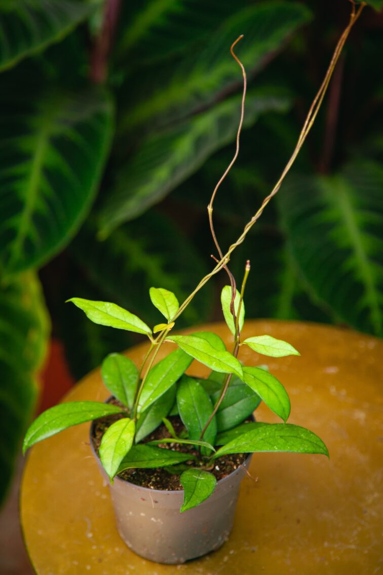 Zdjęcie rosliny doniczkowej Hoya 'Crassipetiolata', ujęcie 1