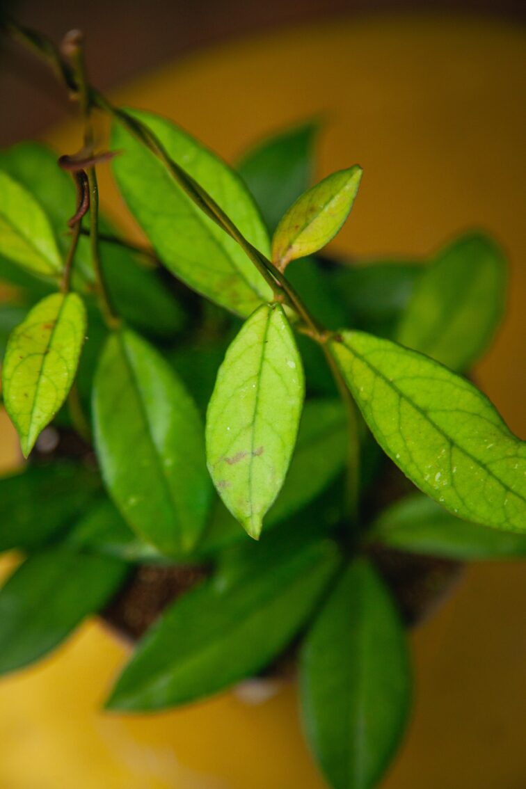 Zdjęcie rosliny doniczkowej Hoya 'Crassipetiolata', ujęcie 2