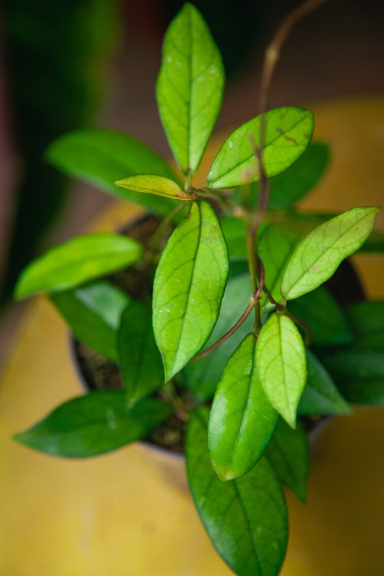 Zdjęcie rosliny doniczkowej Hoya 'Crassipetiolata', ujęcie 3