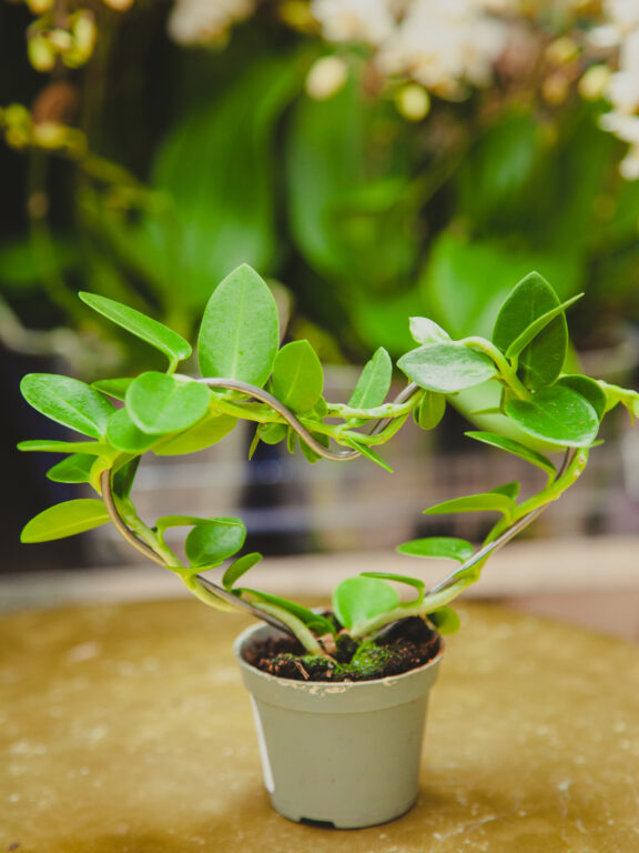 Zdjęcie rosliny doniczkowej Hoya Cumingiana, ujęcie 1