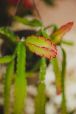 Zdjęcie rosliny doniczkowej Lepismium cruciforme Red Tip, ujęcie 2