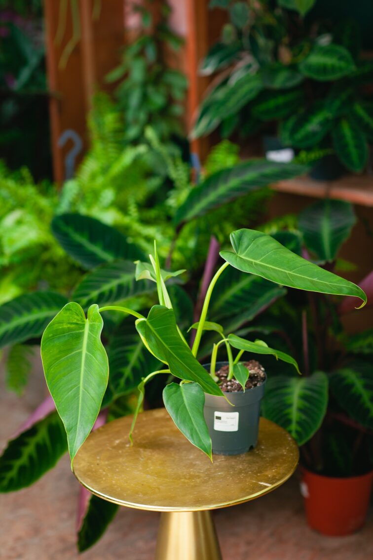 Zdjęcie rosliny doniczkowej Philodendron brenesii, ujęcie 2