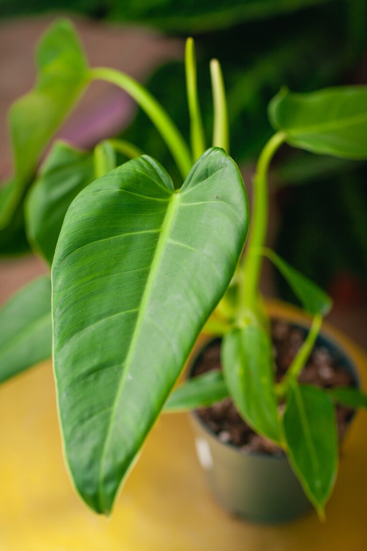 Zdjęcie rosliny doniczkowej Philodendron brenesii, ujęcie 3