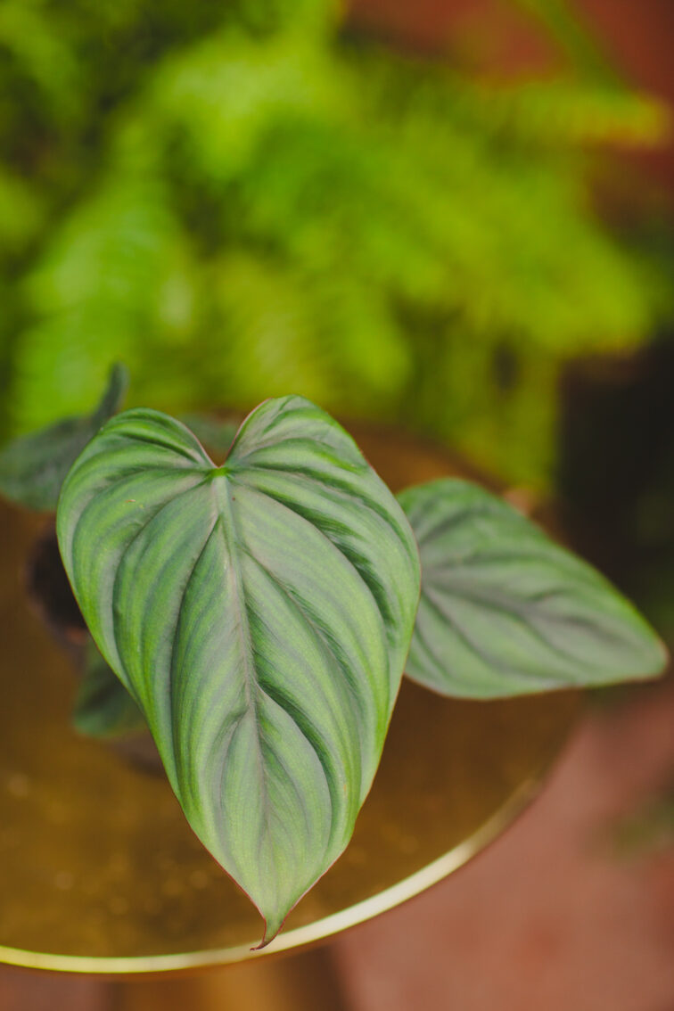 Zdjęcie rosliny doniczkowej Philodendron Colombia, ujęcie 1