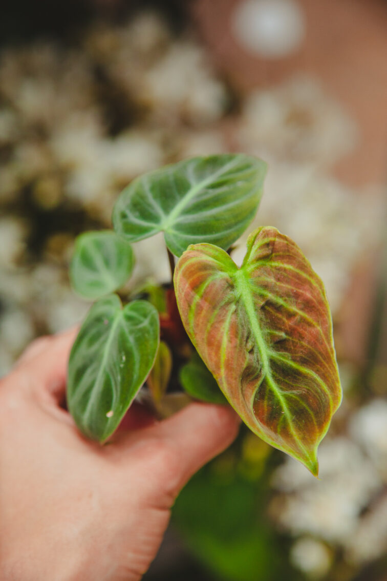 Zdjęcie rosliny doniczkowej Philodendron rubrijuvenile El Choco Red, ujęcie 1