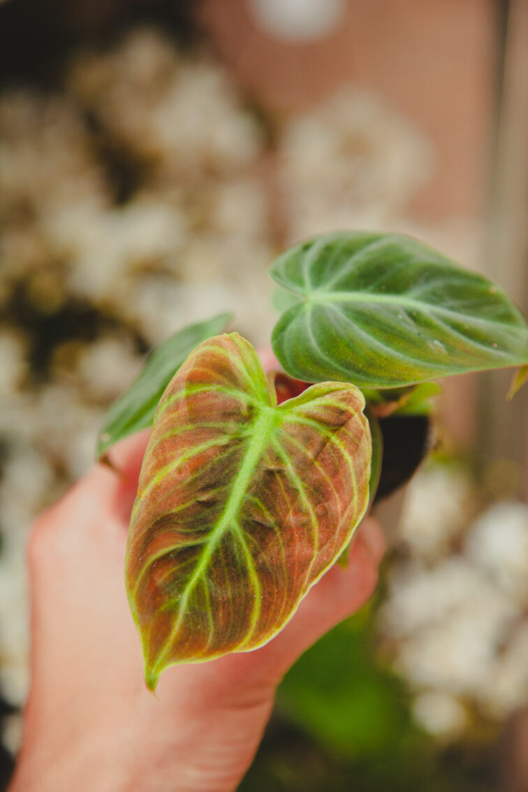 Zdjęcie rosliny doniczkowej Philodendron rubrijuvenile El Choco Red, ujęcie 3