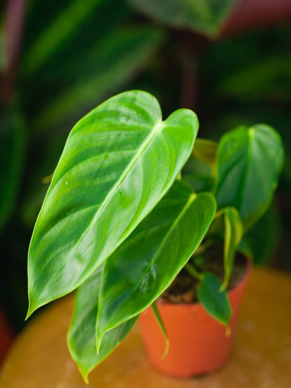 Zdjęcie rosliny doniczkowej Philodendron Esmeraldense, ujęcie 1