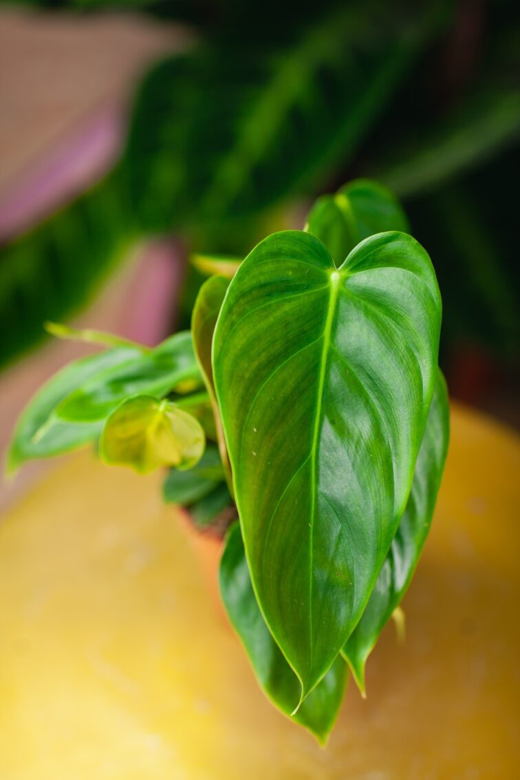 Zdjęcie rosliny doniczkowej Philodendron Esmeraldense, ujęcie 2