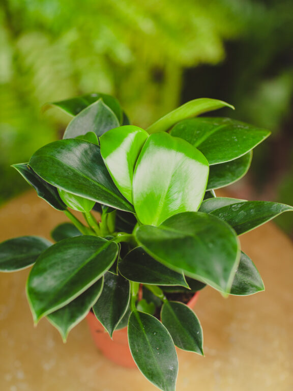 Zdjęcie rosliny doniczkowej Philodendron Green Princess, ujęcie 1