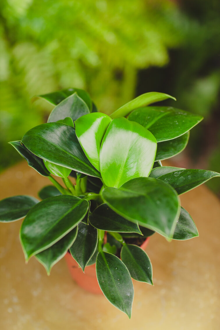 Zdjęcie rosliny doniczkowej Philodendron Green Princess, ujęcie 1