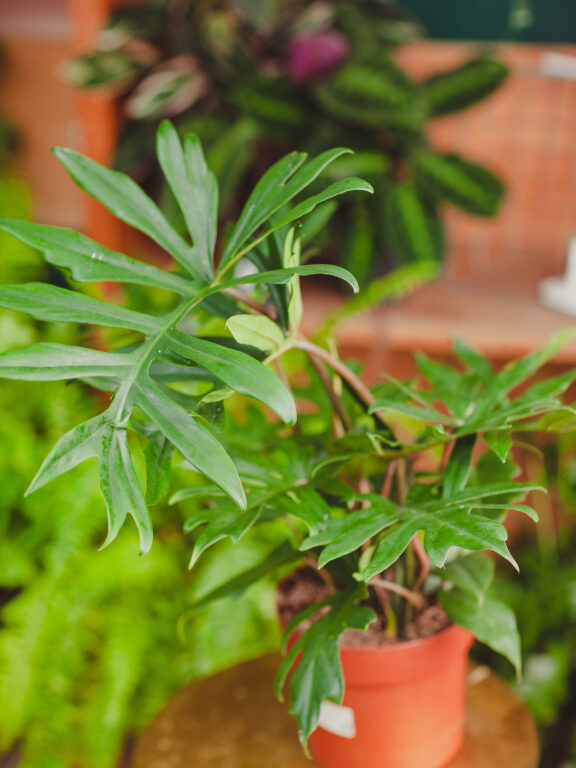 Zdjęcie rosliny doniczkowej Philodendron Mayoi, ujęcie 1