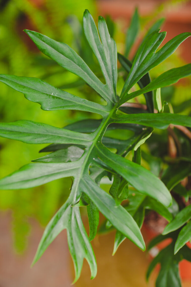 Zdjęcie rosliny doniczkowej Philodendron Mayoi, ujęcie 3