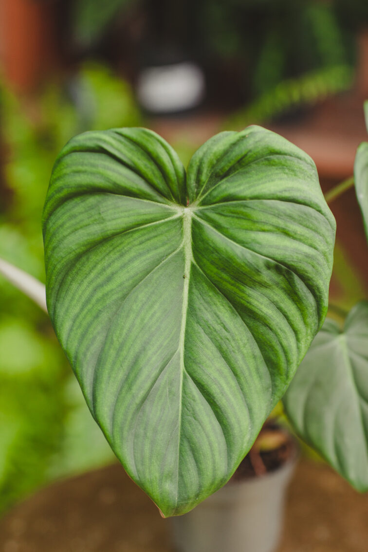 Zdjęcie rosliny doniczkowej Philodendron Mc Dowell, ujęcie 2