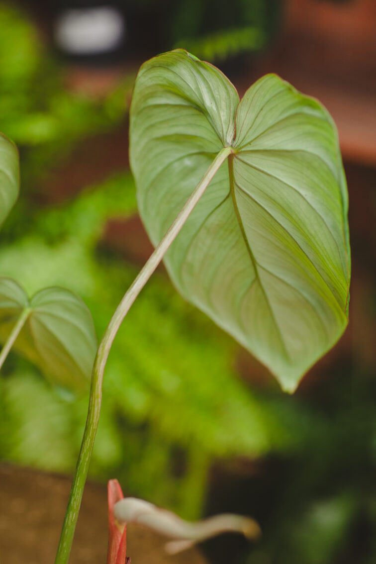 Zdjęcie rosliny doniczkowej Philodendron Mc Dowell, ujęcie 3