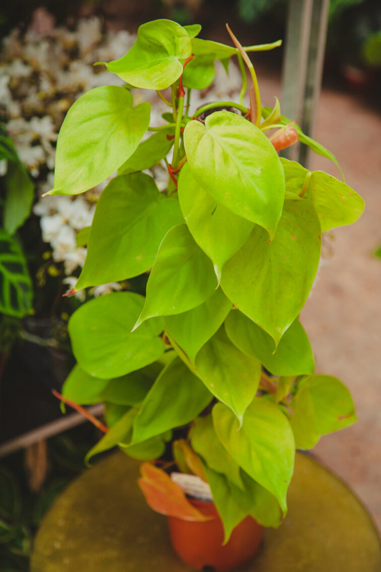 Zdjęcie rosliny doniczkowej Philodendron scandens Lemon Lime, ujęcie 1