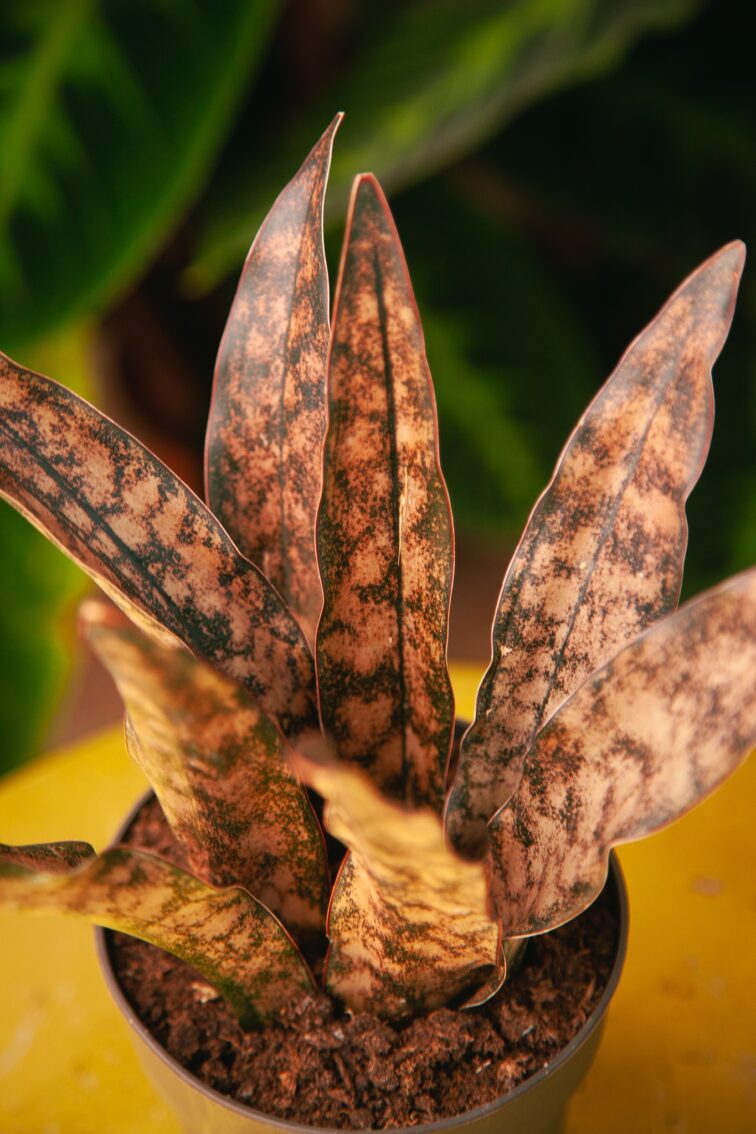Zdjęcie rosliny doniczkowej Sansevieria kirkii Coppertone, ujęcie 1