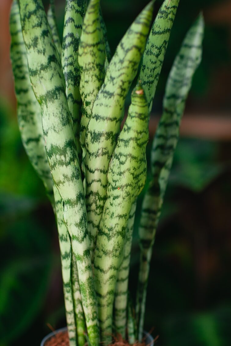 Zdjęcie rosliny doniczkowej Sansevieria trifaciata Spearmint, ujęcie 1