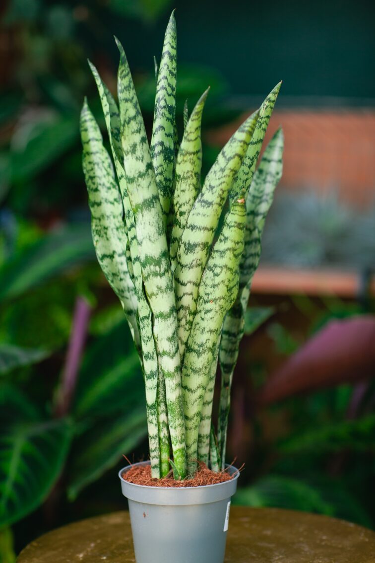 Zdjęcie rosliny doniczkowej Sansevieria trifaciata Spearmint, ujęcie 3