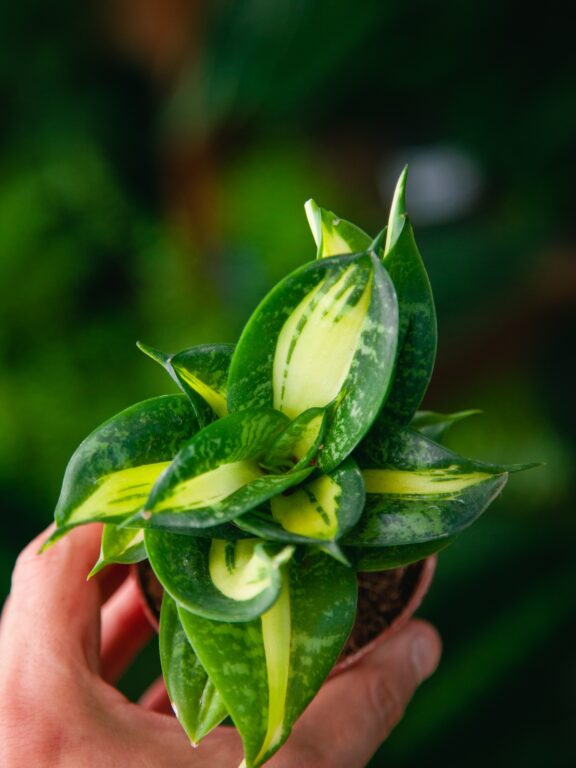 Zdjęcie rosliny doniczkowej Sansevieria trifaciata Spriral Star, ujęcie 1