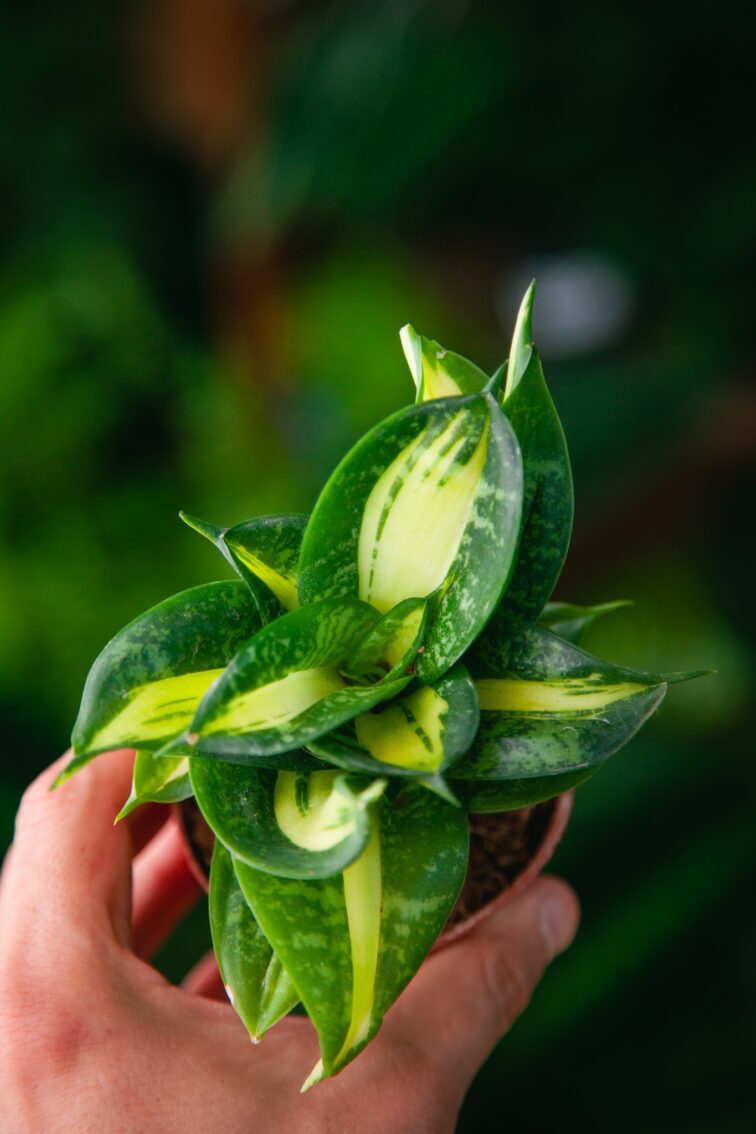 Zdjęcie rosliny doniczkowej Sansevieria trifaciata Spriral Star, ujęcie 1