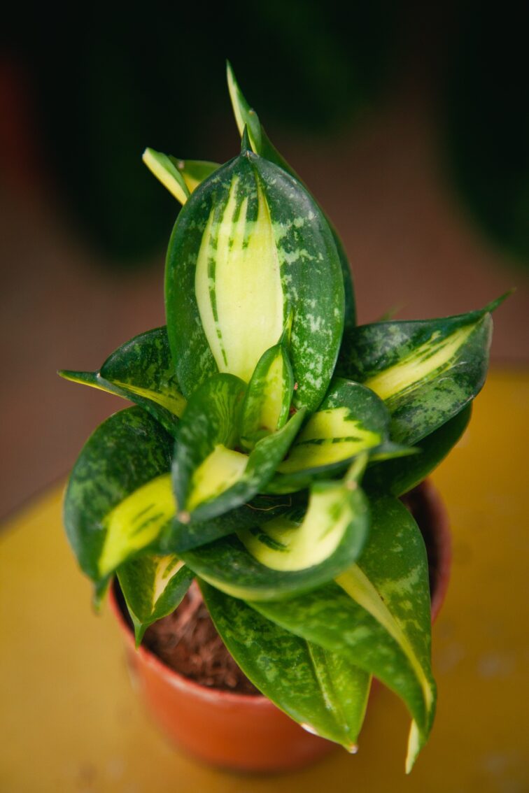 Zdjęcie rosliny doniczkowej Sansevieria trifaciata Spriral Star, ujęcie 2