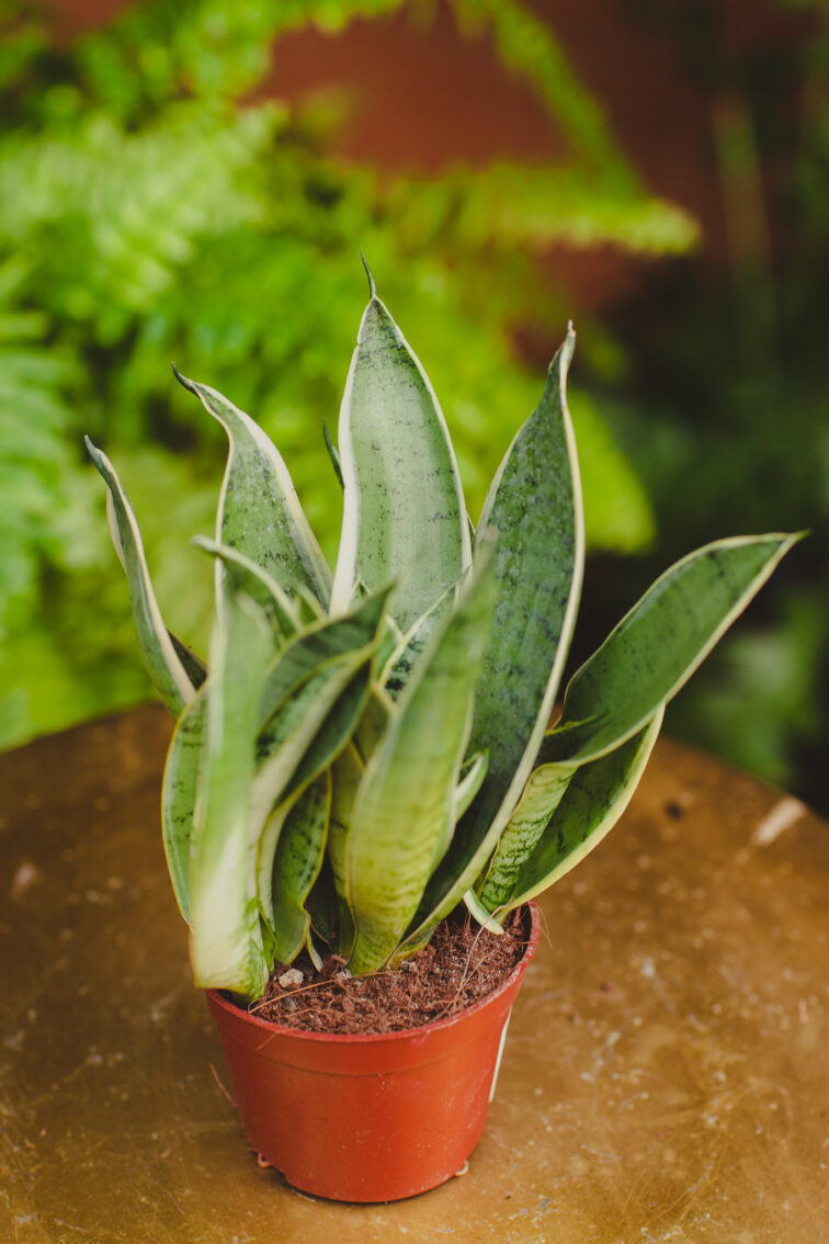 Zdjęcie rosliny doniczkowej Sansevieria White Snow, ujęcie 1